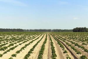 batatas no campo foto