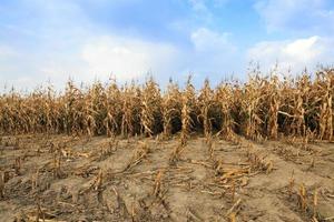 campo agrícola com milho foto