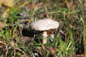 cogumelos brancos, close-up foto