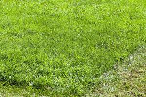 pilhas cilíndricas de campo de grama foto