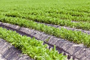 campo com cenoura foto