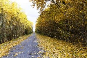 folhagem de outono e estrada rural, foto
