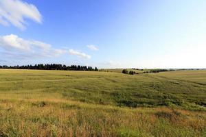 cereais imaturos, campo foto