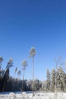 árvores da floresta em uma floresta foto