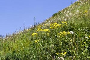 plantas de primavera e céu foto