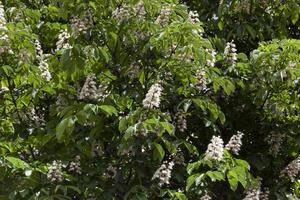 castanha florescendo, primavera foto