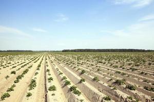 campo com batata foto