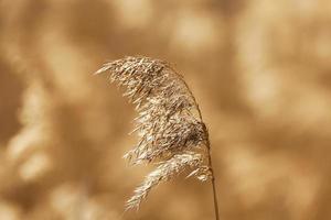 grama de outono, close-up foto