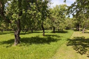 árvores verdes, parque foto