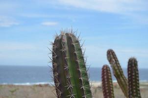 lindo cacto do deserto em aruba ao lado do oceano foto