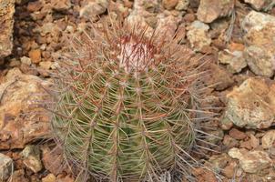 cacto barril com muitos espinhos e espinhos no deserto foto