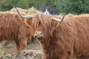 rosto adorável de uma vaca das terras altas foto