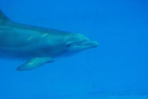 golfinho de cara doce debaixo d'água foto