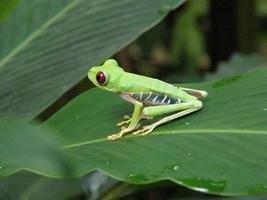 sapo de olhos vermelhos na costa rica foto