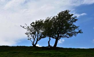 silhuetas de árvores velhas contra um céu azul nublado foto