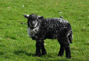 terras agrícolas com um adorável cordeiro preto em um campo foto