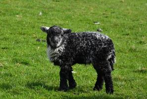 ovelhas preciosas em um campo de grama na inglaterra foto