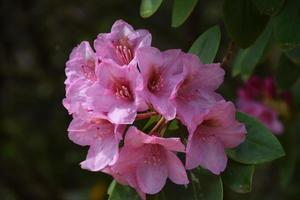 arbusto de rododendro rosa escuro florescendo e florescendo foto