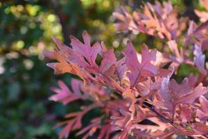 carvalho com folhas vermelhas coloridas no outono foto