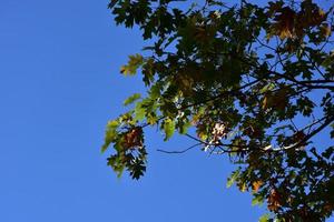 folhas verdes em uma árvore contra o céu azul foto