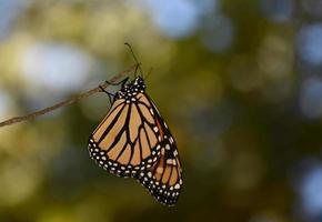 borboleta laranja deslumbrante de perto e pessoal foto