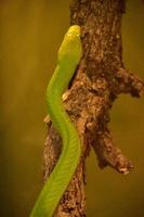 cobra mamba verde brilhante subindo em uma árvore foto