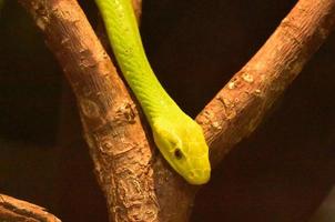 cobra de árvore mamba verde em uma árvore foto