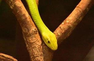 olhar de perto para uma cobra mamba verde foto