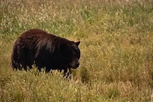 dia de verão com um urso preto ativo foto