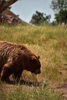 urso pardo fofo andando por um campo foto