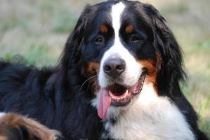 engraçado cão de montanha bernês foto