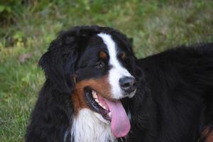 grande língua rosa saindo da boca de um cão da montanha bernese foto