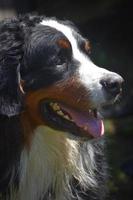 de perto o perfil de um cão de montanha bernês foto