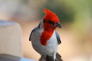 de perto pássaro cardeal de crista vermelha com uma migalha de pão foto