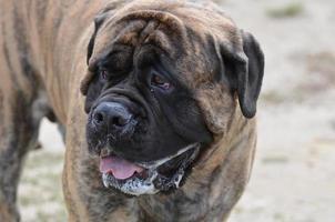 lindo bullmastiff com um pouco de baba foto