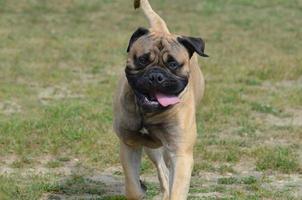 cachorro bullmastiff com a língua de fora foto