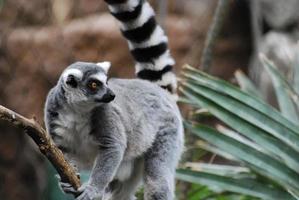 adorável lêmure de cauda anelada agarrado a uma videira foto