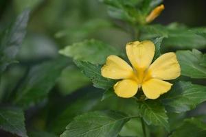 linda flor amarela flor em um jardim foto