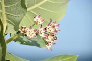 bela serralha gigante pastel florescendo ao longo da praia foto