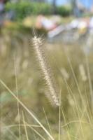 gramíneas douradas altas com sementes formando em lâminas foto