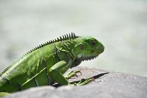 espinhos descendo o cume das costas das iguanas foto
