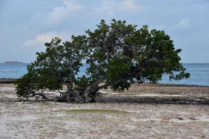 árvore watapana retorcida ao longo da costa de aruba foto