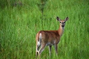 corça de pé em um prado de grama em dakota do sul foto