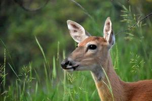 perfil de um veado juvenil em dakota do sul foto