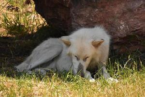 doce lobo ártico descansando nos meses de verão foto