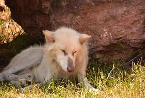 lobo de madeira branco com manchas cinzentas no focinho foto