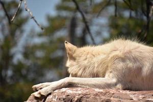 lindo lobo branco descansando em uma rocha foto