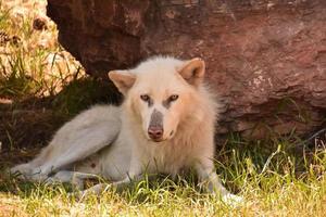 incrível olhar no rosto de um lindo lobo branco foto