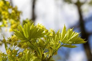 folhas jovens e flores de bordos foto