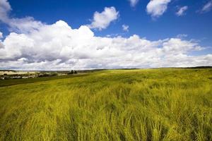 campo com cereais foto